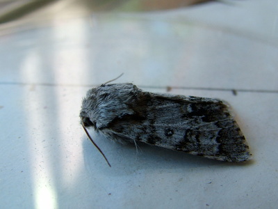 Light Knot Grass